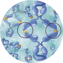 Dimerization can occur without proline