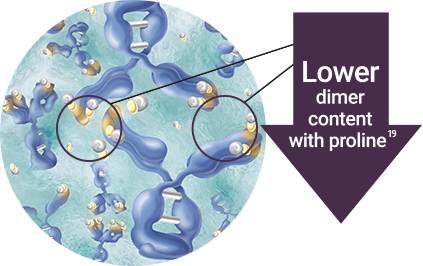 Proline inhibits dimer formation and stabilizes IgG molecules